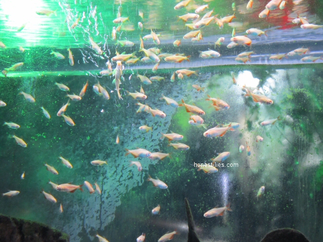 Fish at COEX aquarium