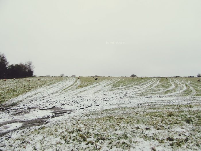 snowy field